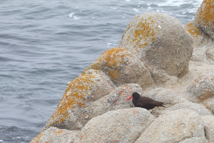 Black Oystercatchers roosting in Pacific Grove, California (7/1/2011). Photo by Bill Hubick.