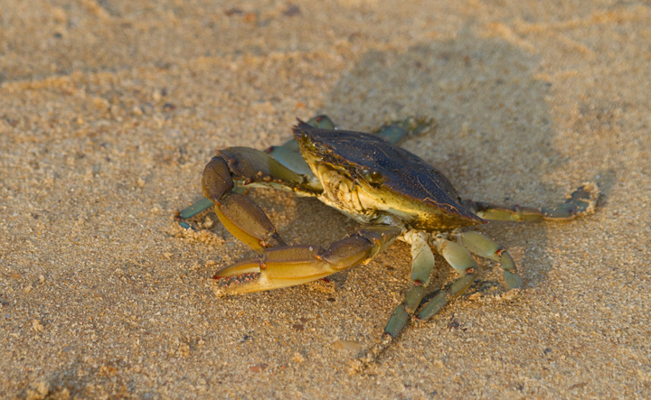 An Atlantic Blue Crab (<em>Callinectes sapidus</em>) in coastal Worcester Co., Maryland (7/22/2011). We convinced Mikey Lutmerding to try to touch it, and the crab's pinching speed was remarkable. Unfortunately Mikey was just quick enough to escape and our laughs were controllable. So close. Photo by Bill Hubick.