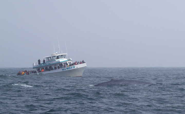 A Blue Whale in Monterey Bay, California - the largest creature that has <em>ever</em> lived! Photo by Bill Hubick.