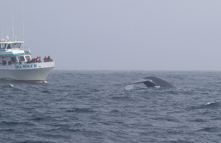 A Blue Whale in Monterey Bay, California - the largest creature that has <em>ever</em> lived! Photo by Bill Hubick.