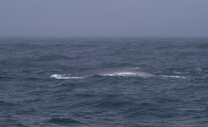 A Blue Whale in Monterey Bay, California - the largest creature that has <em>ever</em> lived! Photo by Bill Hubick.