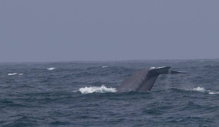 A Blue Whale in Monterey Bay, California - the largest creature that has <em>ever</em> lived! Photo by Bill Hubick.