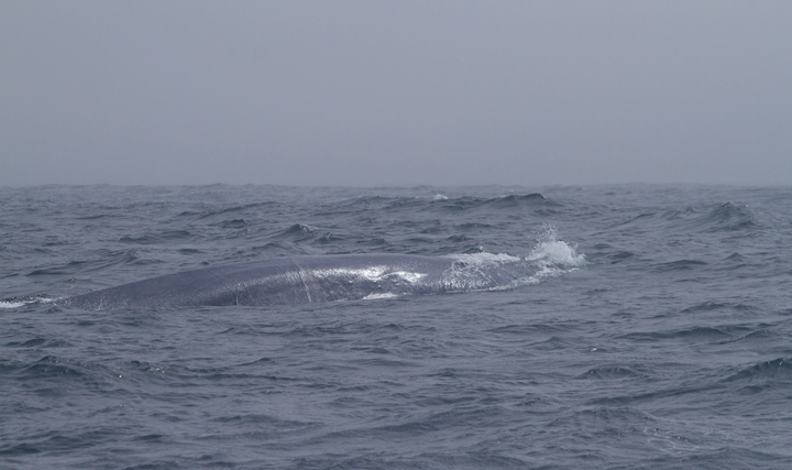 A Blue Whale in Monterey Bay, California - the largest creature that has <em>ever</em> lived! Photo by Bill Hubick.