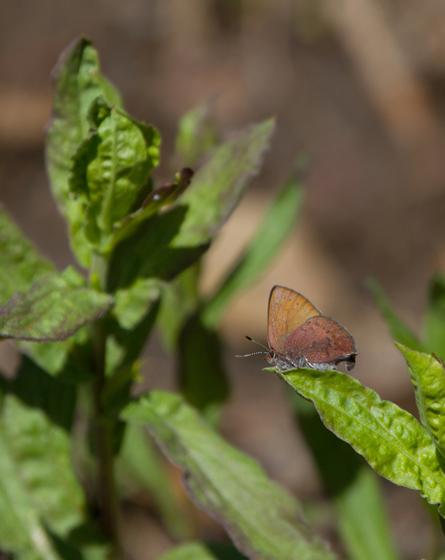 A Brown Elfin on Mount Shasta, California (7/6/2011). My only others have been on the Eastern Shore of Maryland. Photo by Bill Hubick.