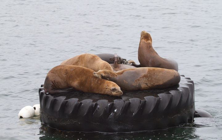 California Sea Lions in Monterey Bay, California (7/1/2011). Photo by Bill Hubick.