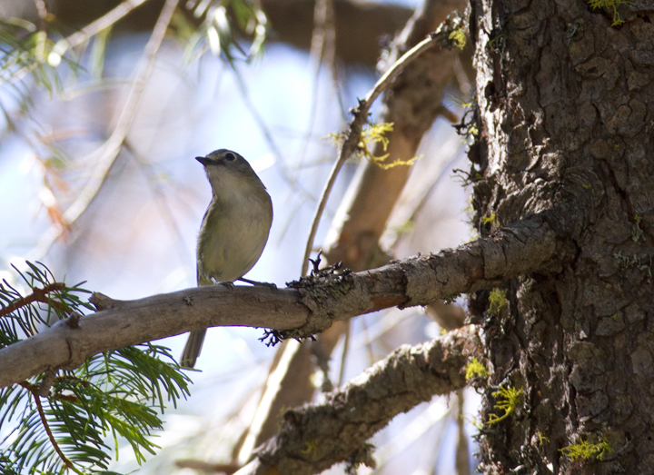 A Cassin's Vireo on Mount Shasta, California (7/6/2011). Photo by Bill Hubick.