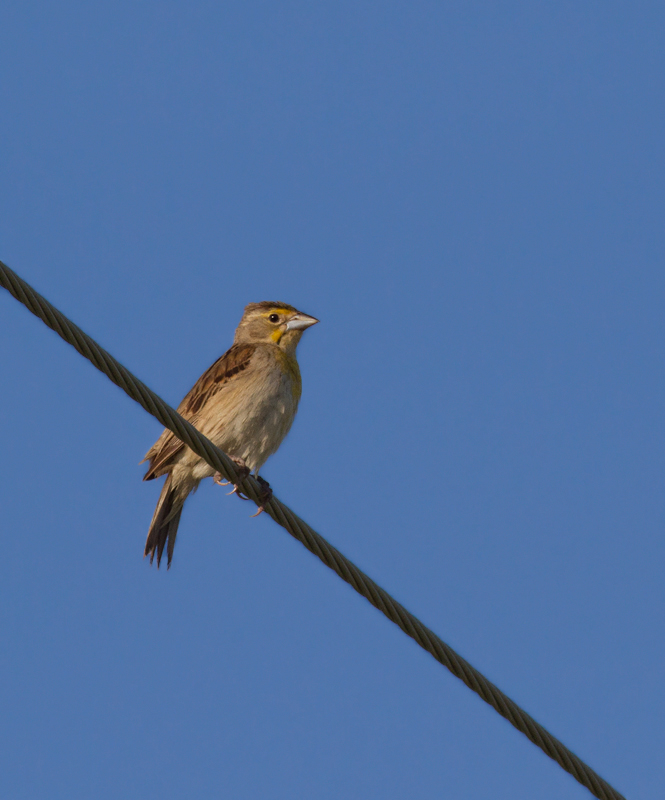 A female Dickcissel in Calvert Co, Maryland (7/17/2011). Likely nesters found here by Joel Martin.  Photo by Bill Hubick.