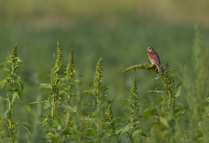 A continuing, cooperative Dickcissel at Vaughn North, Worcester Co., Maryland (7/23/2011). Photo by Bill Hubick.
