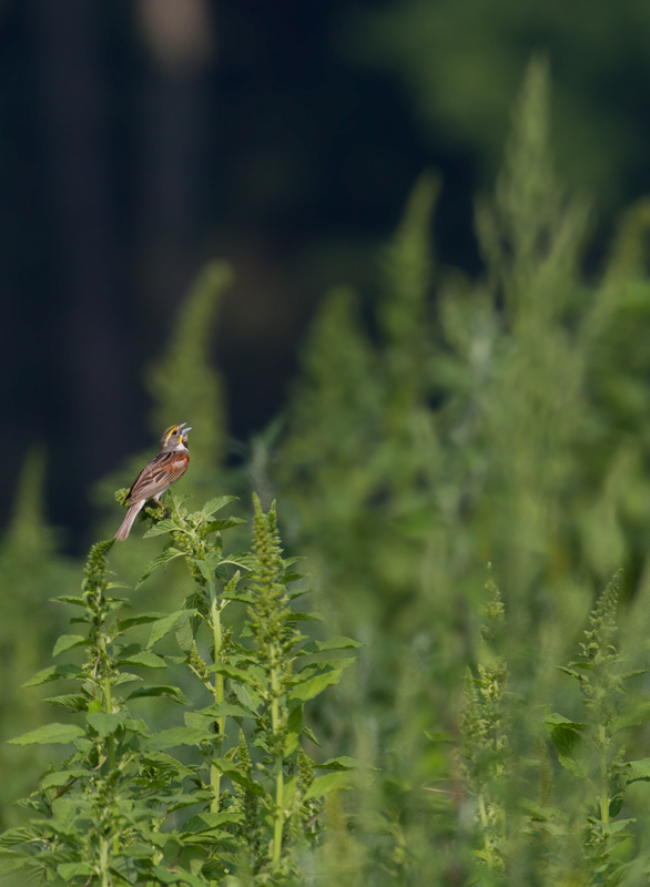 A continuing, cooperative Dickcissel at Vaughn North, Worcester Co., Maryland (7/23/2011). Photo by Bill Hubick.