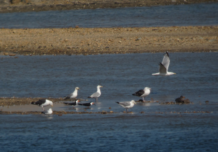 Documentation shot of two Black Skimmers found at Swan Creek, Maryland by Elaine Hendricks and Ed Boyd (7/26/2011). Quite rare away from Worcester Co., this was my first record for the western shore of Maryland. (Digiscoped with Canon Powershot) Photo by Bill Hubick.