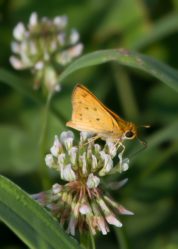 A Fiery Skipper in Worcester Co., Maryland (7/23/2011). Photo by Bill Hubick.