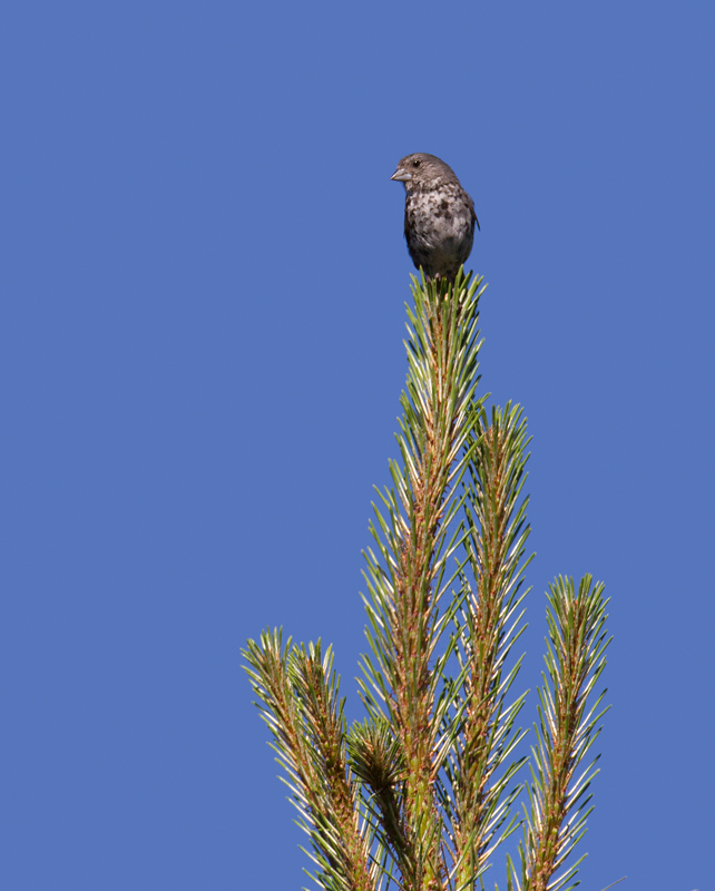 The songs of Fox Sparrows were the soundtrack of our Mount Shasta ascent (7/6/2011). Photo by Bill Hubick.