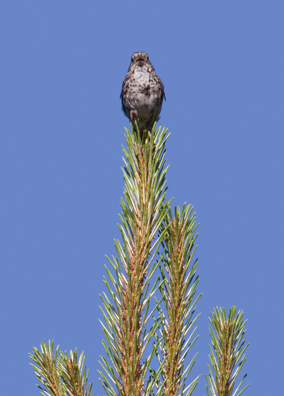 An intense performance from a Fox Sparrow on Mount Shasta, California (7/6/2011). Photo by Bill Hubick.