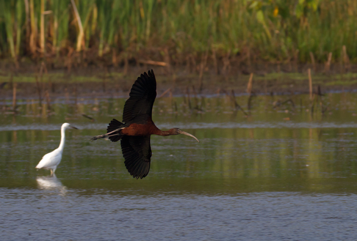 A Glossy Ibis arrives at the pond at Vaughn North, Worcester Co., Maryland (7/23/2011). Photo by Bill Hubick.