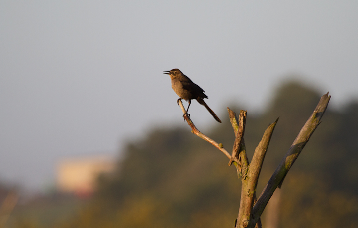 Great-tailed Grackles continue their advance. This female is one of several we encountered at Watsonville Slough, California (7/1/2011). This is the farthest north I have encountered the species. Photo by Bill Hubick.