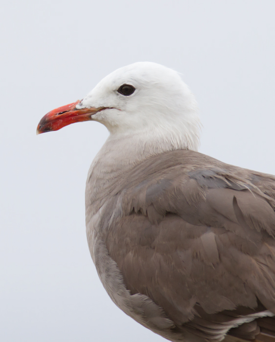 A Heermann's Gull in Pacific Grove, California (7/1/2011). Photo by Bill Hubick.