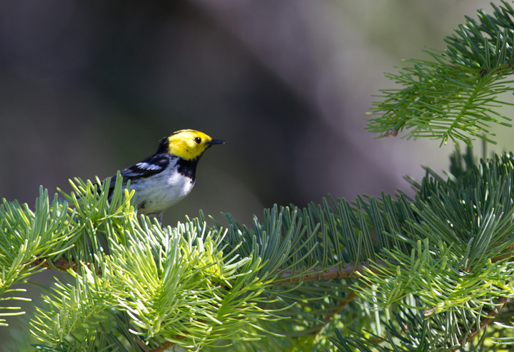 A beautiful male Hermit Warbler performs for Becky and me at the California/Oregon border in Klamath NF (7/5/2011). Photo by Bill Hubick.