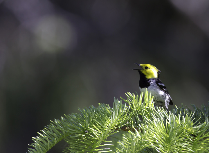 A beautiful male Hermit Warbler performs for Becky and me at the California/Oregon border in Klamath NF (7/5/2011). Photo by Bill Hubick.