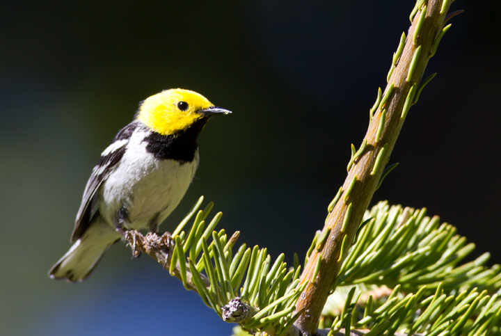 A beautiful male Hermit Warbler performs for Becky and me at the California/Oregon border in Klamath NF (7/5/2011). Photo by Bill Hubick.