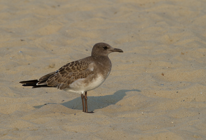 A juvenile Laughing Gull at the Ocean City Inlet, Maryland (7/23/2011). Photo by Bill Hubick.