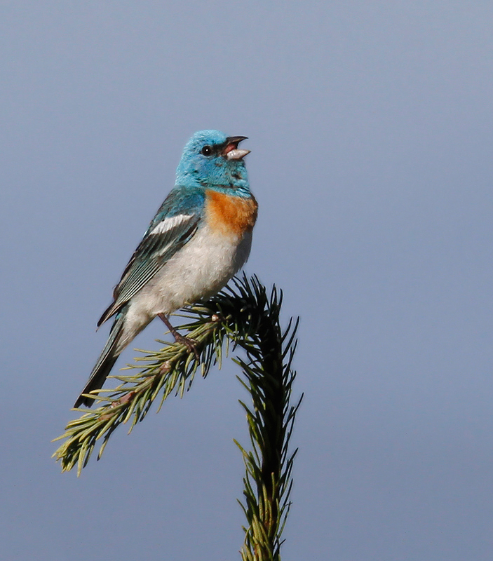A male Lazuli Bunting sings triumphantly from a favorite perch in the hills above Garberville, California (7/4/2011). Photo by Bill Hubick.