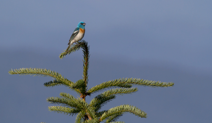 A male Lazuli Bunting sings triumphantly from a favorite perch in the hills above Garberville, California (7/4/2011). Photo by Bill Hubick.