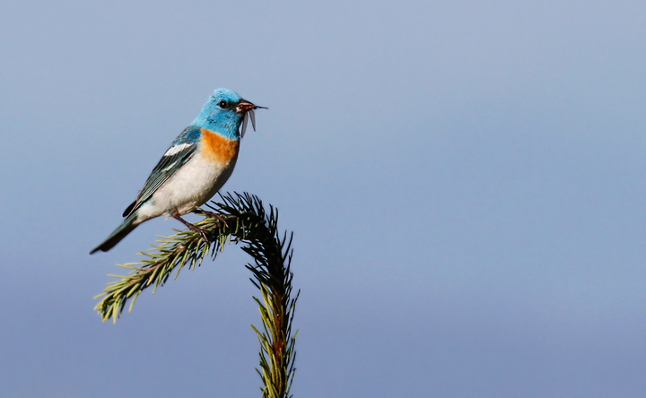 A male Lazuli Bunting sings triumphantly from a favorite perch in the hills above Garberville, California (7/4/2011). Photo by Bill Hubick.