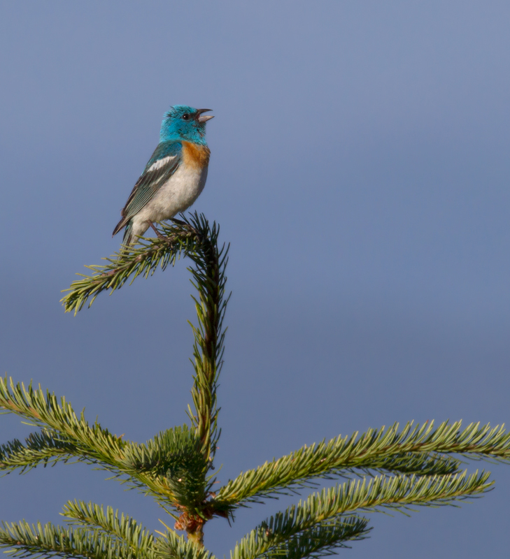 A male Lazuli Bunting sings triumphantly from a favorite perch in the hills above Garberville, California (7/4/2011). Photo by Bill Hubick.