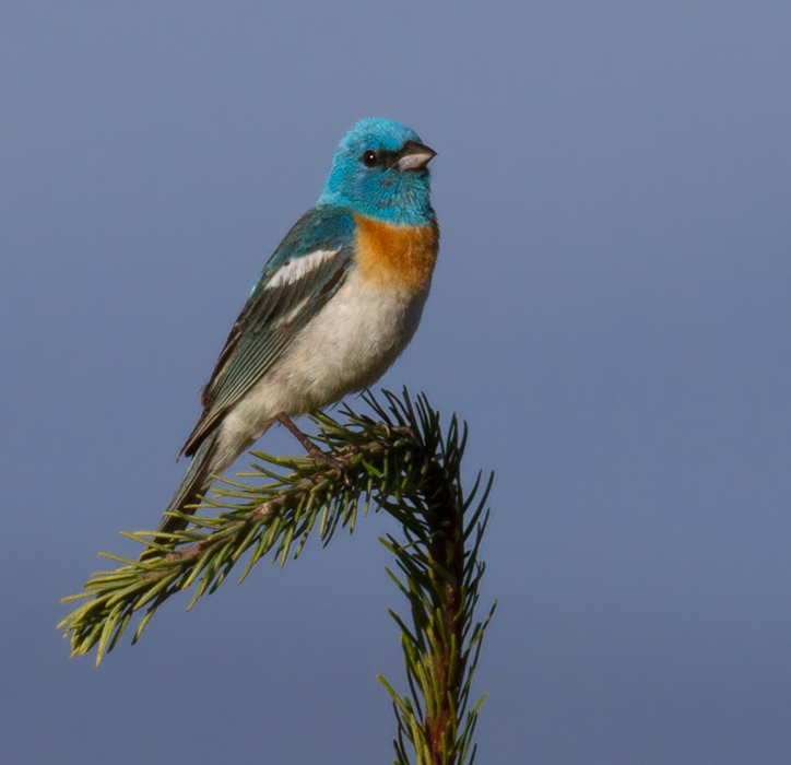 A male Lazuli Bunting sings triumphantly from a favorite perch in the hills above Garberville, California (7/4/2011). Photo by Bill Hubick.