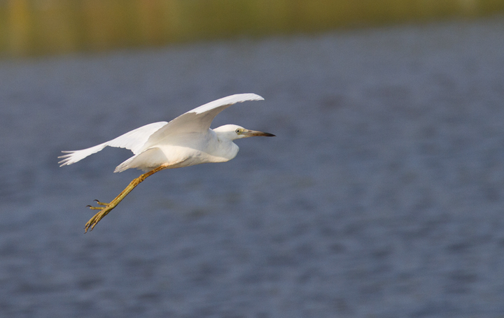 An immature Little Blue Heron in Worcester Co., Maryland (7/23/2011). Note the dusky wingtips, especially in the second image - sometimes a handy field mark. Photo by Bill Hubick.