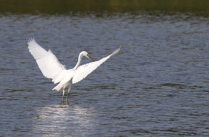 An immature Little Blue Heron in Worcester Co., Maryland (7/23/2011). Note the dusky wingtips, especially in the second image - sometimes a handy field mark. Photo by Bill Hubick.