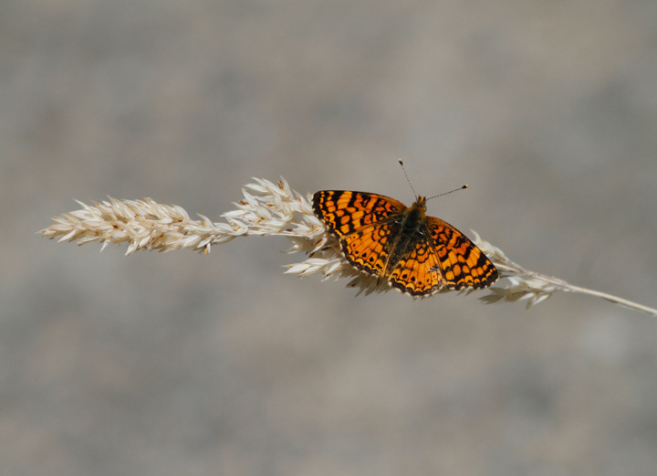 A Mylitta Crescent in Palo Colorado Canyon, California (7/2/2011). Photo by Bill Hubick.