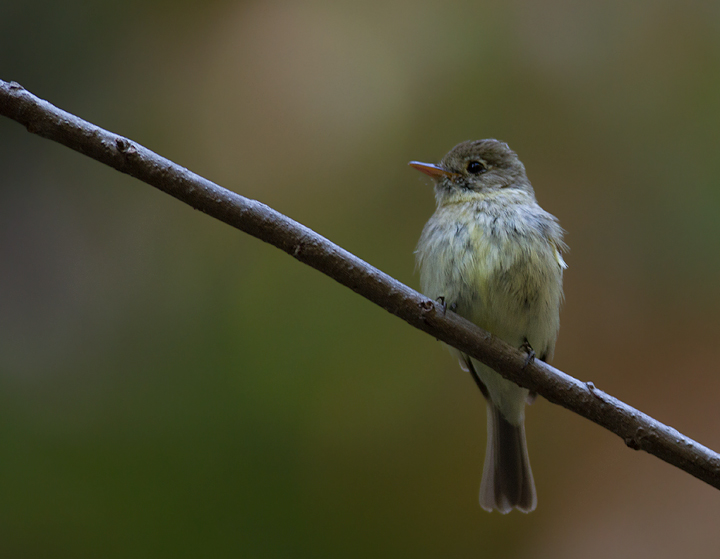 A Pacific-slope Flycatcher in Palo Colorado Canyon, California (7/1/2011). Photo by Bill Hubick.