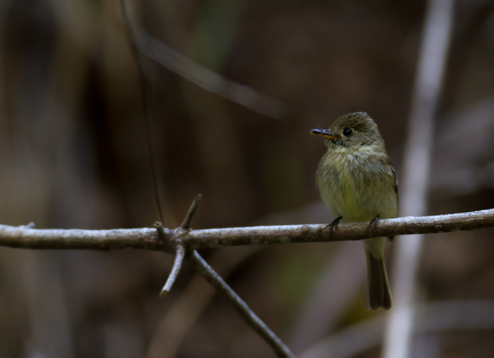 A Pacific-slope Flycatcher in Palo Colorado Canyon, California (7/1/2011). Photo by Bill Hubick.