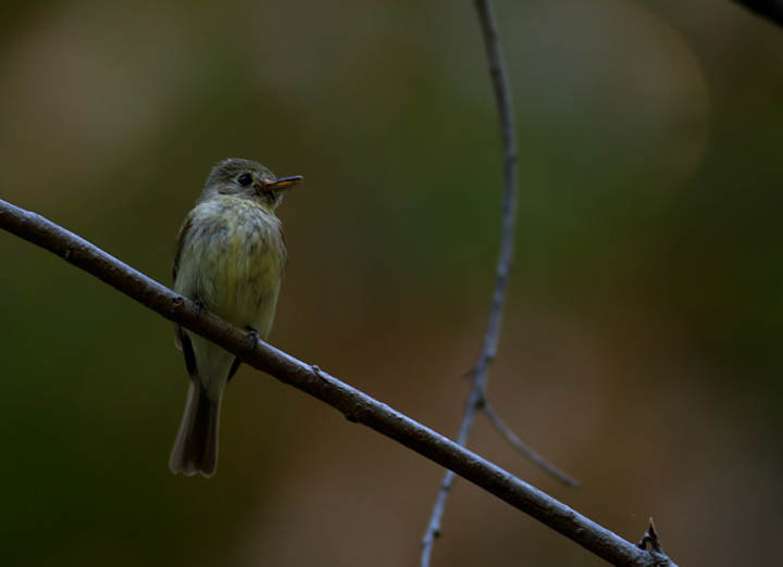 A Pacific-slope Flycatcher in Palo Colorado Canyon, California (7/1/2011). Photo by Bill Hubick.