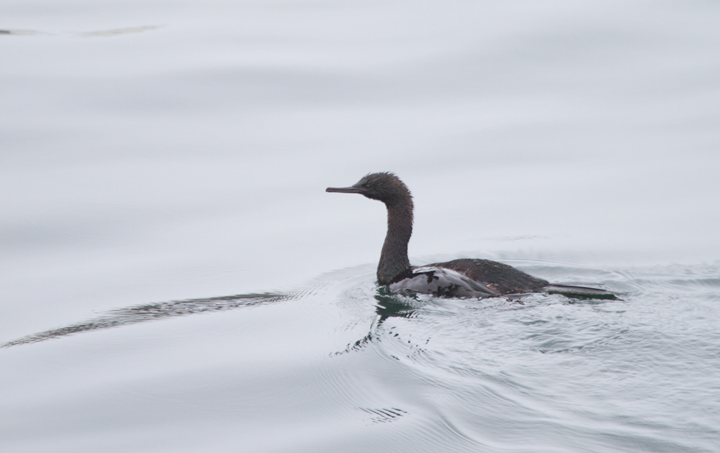 A Pelagic Cormorant in Monterey Bay, California (7/1/2011). Photo by Bill Hubick.