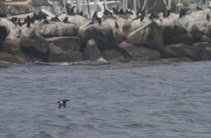 A Pigeon Guillemot in Monterey Bay, California (7/1/2011). Photo by Bill Hubick.