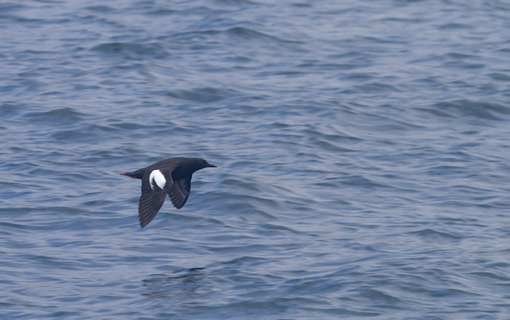 A Pigeon Guillemot in Monterey Bay, California (7/1/2011). Photo by Bill Hubick.