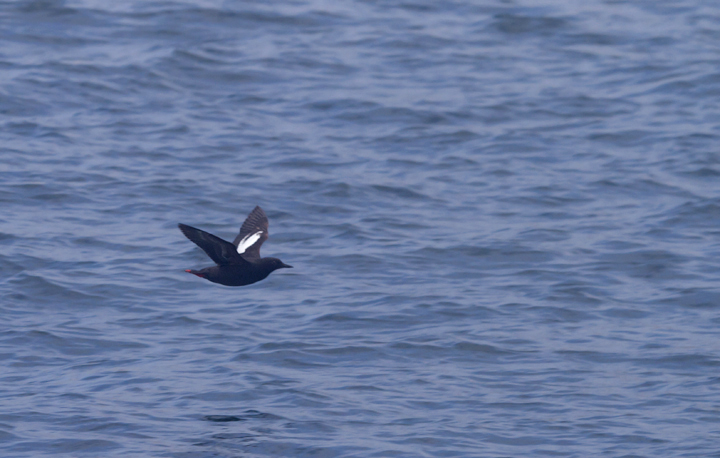 A Pigeon Guillemot in Monterey Bay, California (7/1/2011). Photo by Bill Hubick.