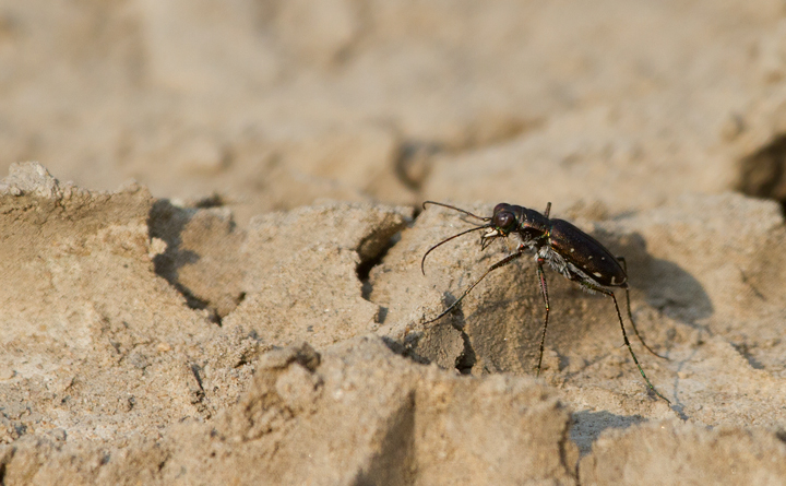 A Punctured Tiger Beetle in Anne Arundel Co., Maryland (7/29/2011). Photo by Bill Hubick.