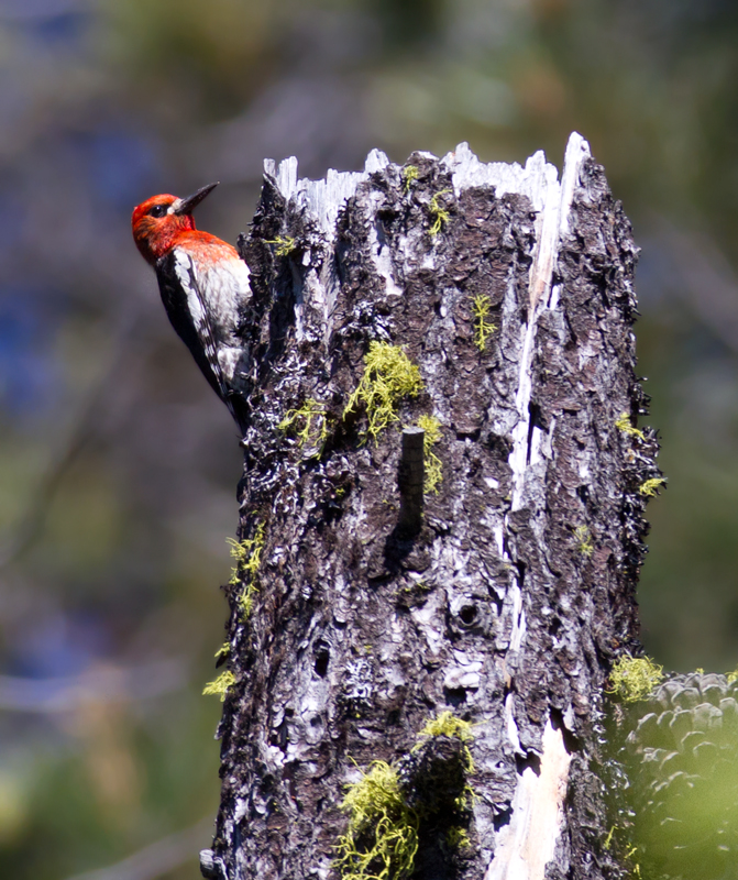 A Red-breasted Sapsucker on Mount Shasta, California (7/6/2011). Photo by Bill Hubick.