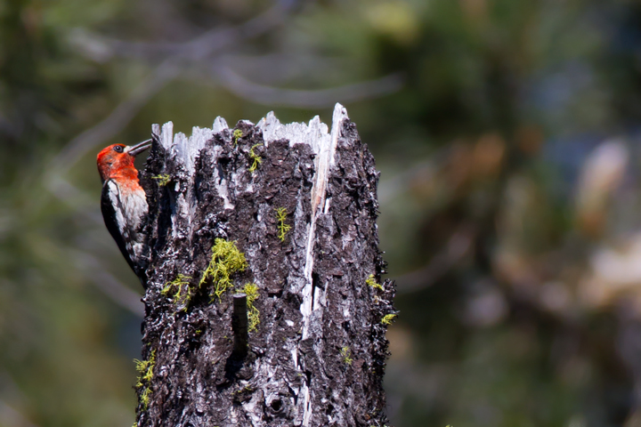 A Red-breasted Sapsucker on Mount Shasta, California (7/6/2011). Photo by Bill Hubick.