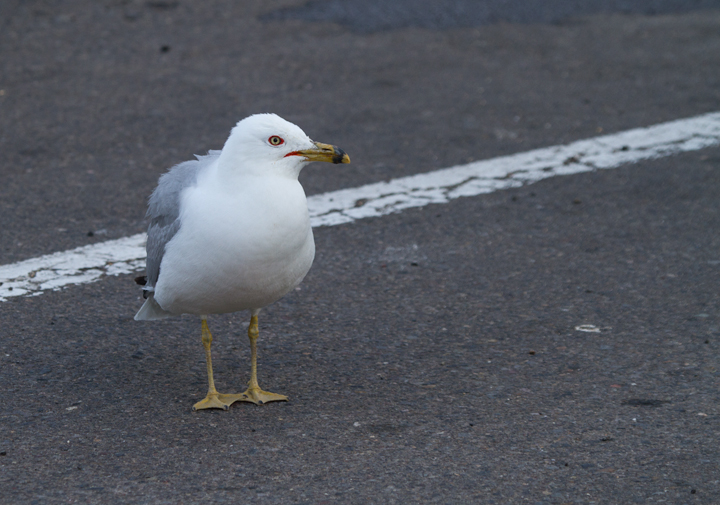 One of several Ring-billed Gulls we weren't expecting to see at an inland rest stop along I-5 in northern California (7/5/2011).  Photo by Bill Hubick.
