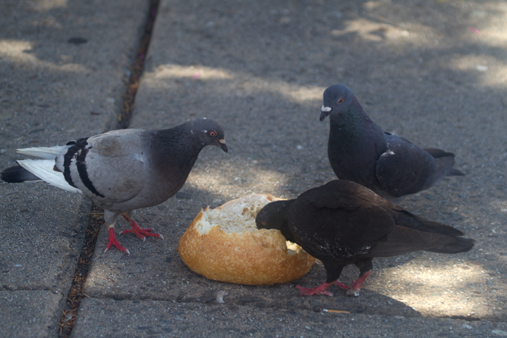 Monterey: such a paradise that even the Rock Pigeons feast on clam chowder bread bowls.<br />And no, that wasn't one of ours. I do not share mine. Photo by Bill Hubick.