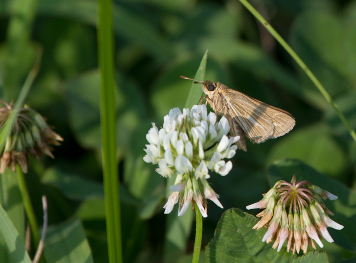 Saltmarsh Skippers at Vaughn North, Worcester Co., Maryland (7/23/2011). Photo by Bill Hubick.