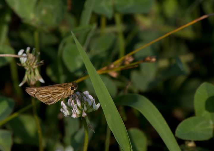 Saltmarsh Skippers at Vaughn North, Worcester Co., Maryland (7/23/2011). Photo by Bill Hubick.