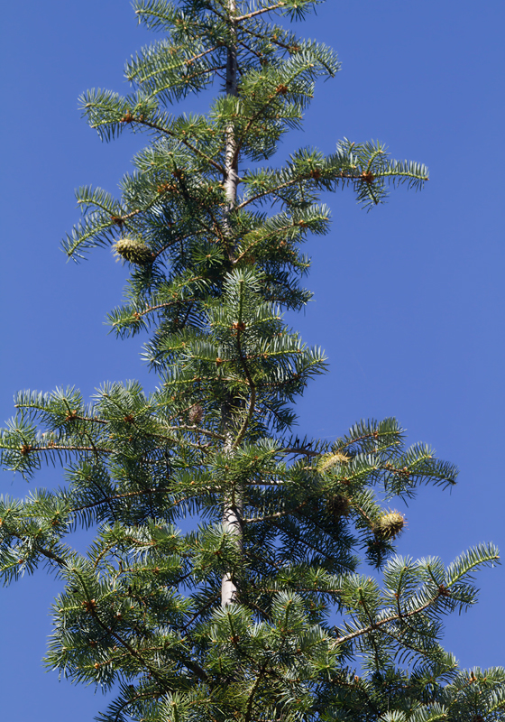 One of the world's rarest conifers, Santa Lucia Fir (<em>Abies bracteata</em>), also known as Bristlecone Fir, at Palo Colorado, California (7/1/2011). Thanks to local naturalist Larry for pointing these out. He also pointed out the southermost Douglas Fir in the range. Photo by Bill Hubick.