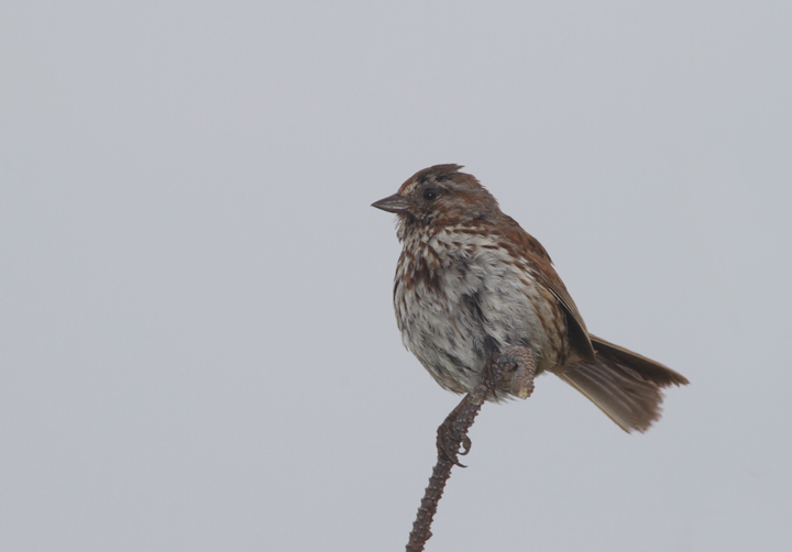 A Song Sparrow performs in the morning fog at Dry Lagoon SP, California (7/5/2011). Photo by Bill Hubick.