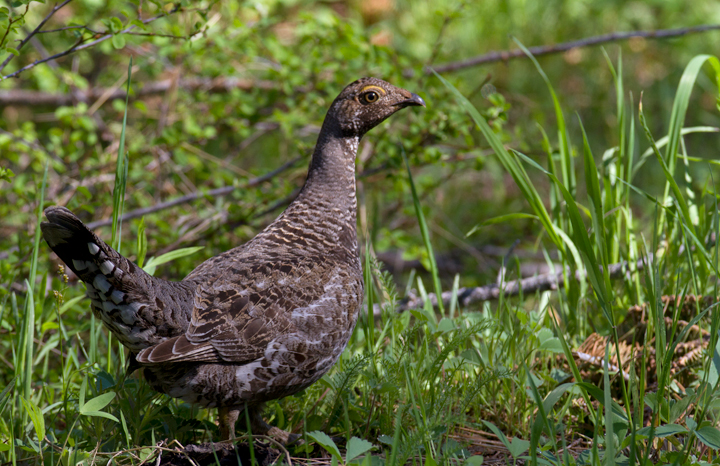A Sooty Grouse makes my morning on Mount Shasta, California (7/6/2011). Photo by Bill Hubick.