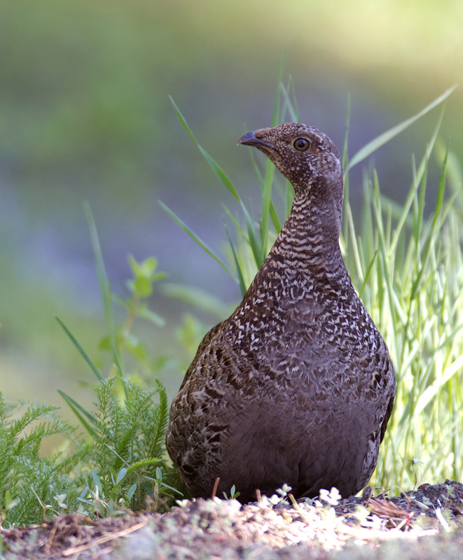 A Sooty Grouse makes my morning on Mount Shasta, California (7/6/2011). Photo by Bill Hubick.